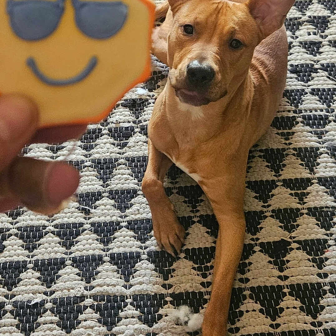 Sunny is registered to the contest to win money with this photo: animal, brown_dog, cheerful, closeup, cookie, curious, dog, hand, indoor, looking, patterned_rug, paw, pet, playful, resting, rug, smiling_cookie, snack, sunglasses, treat
