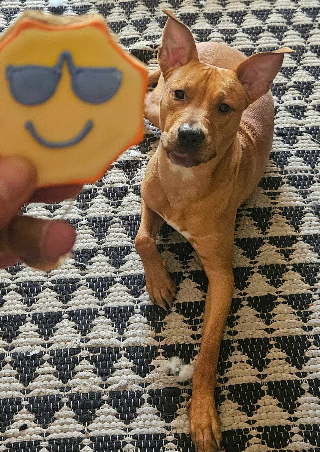 Sunny is registered to the contest to win money with this photo: dog, cookie, hand, rug, patterned_rug, brown_dog, indoor, pet, playful, curious, animal, snack, treat, smiling_cookie, sunglasses, closeup, resting, paw, looking, cheerful