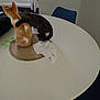 cat, cats, table, white_table, orange_cat, striped_cat, window, window_blinds, chair, blue_chair, placemat, cloth, indoor, pets, feline, cuddle, hug, fur, domestic_animal, cozy