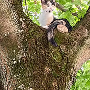 Pearle a rejoint le concours — aidez-le/la à gagner de superbes lots ! animal, cat, face, grove, ivy, jungle, kitten, land, leaf, nature, oak, outdoors, pet, plant, sycamore, tree, treetrunk, vegetation, wood, woodland