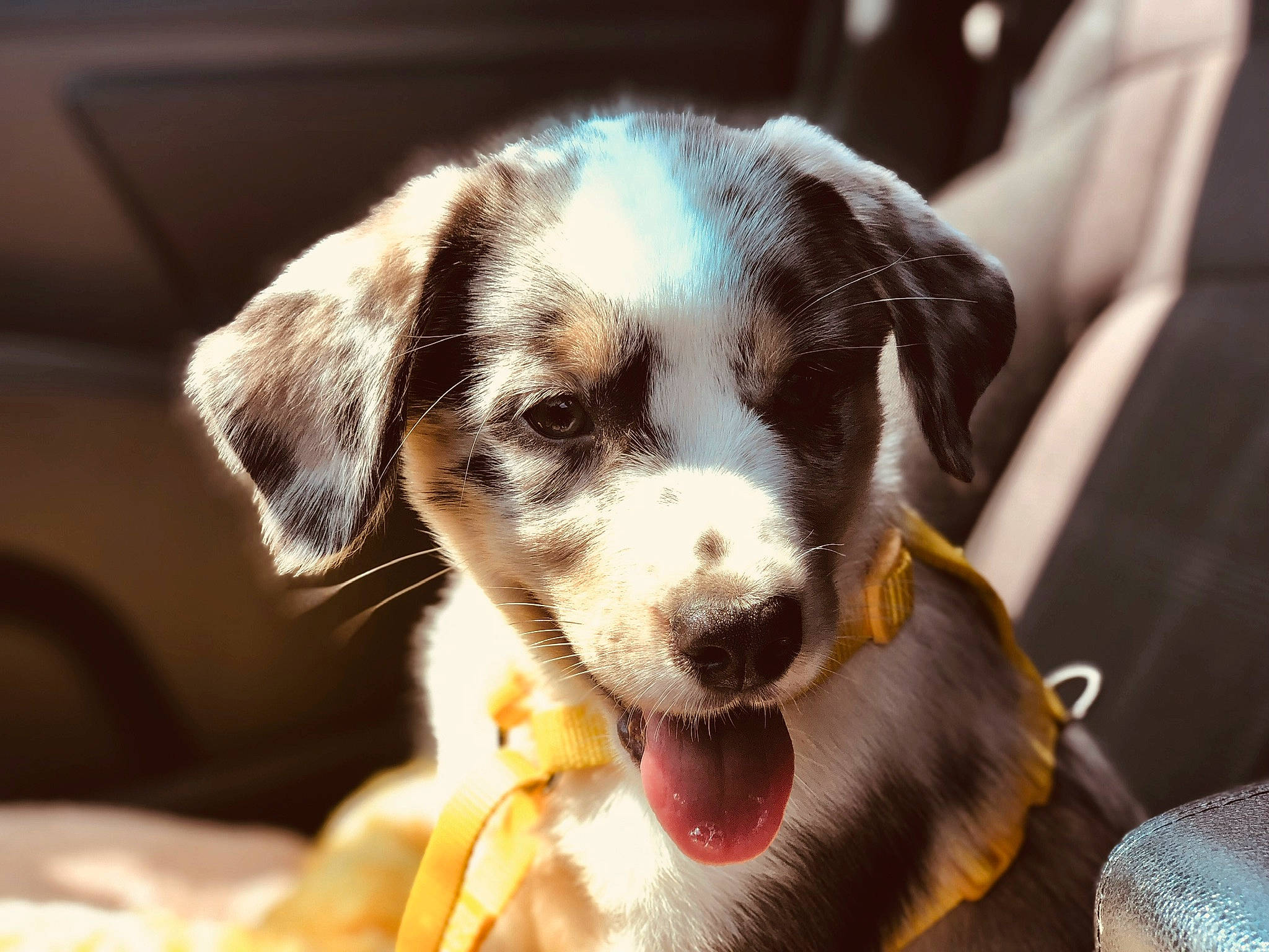 Mellow is registered to the contest to win money with this photo: appenzeller_sennenhund, australian_shepherd, canidae, carnivore, companion_dog, dog, dog_breed, ear, mammal, nose, puppy, puppy_love, snout, sporting_group, vertebrate, working_dog