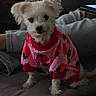 dog, small_dog, white_dog, pet, puppy, pink_outfit, strawberry_pattern, clothing, sitting, portrait, indoors, couch, sofa, blanket, pillow, home, long_fur, floppy_ears, black_nose, cute
