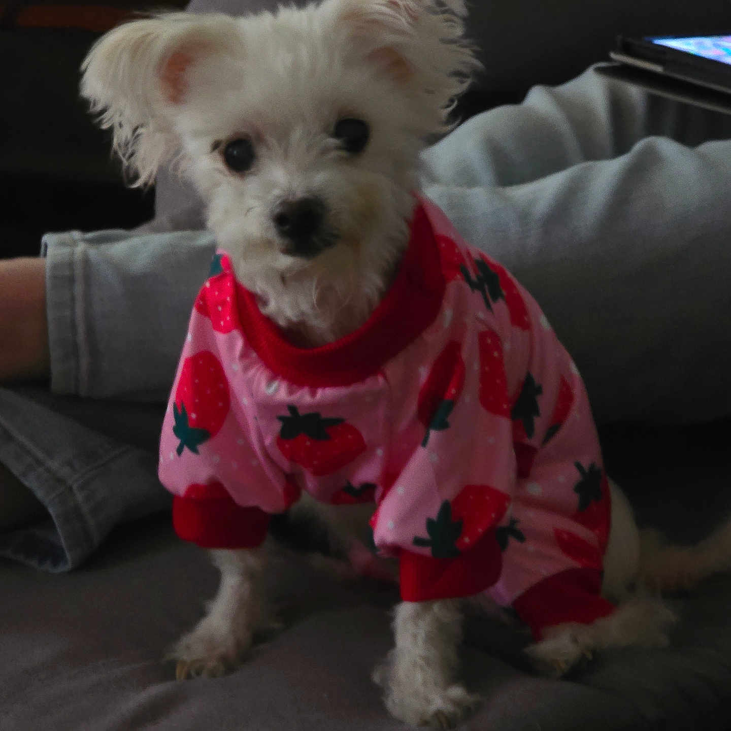 Daisy is registered to the contest to win money with this photo: dog, small_dog, white_dog, pet, puppy, pink_outfit, strawberry_pattern, clothing, sitting, portrait, indoors, couch, sofa, blanket, pillow, home, long_fur, floppy_ears, black_nose, cute
