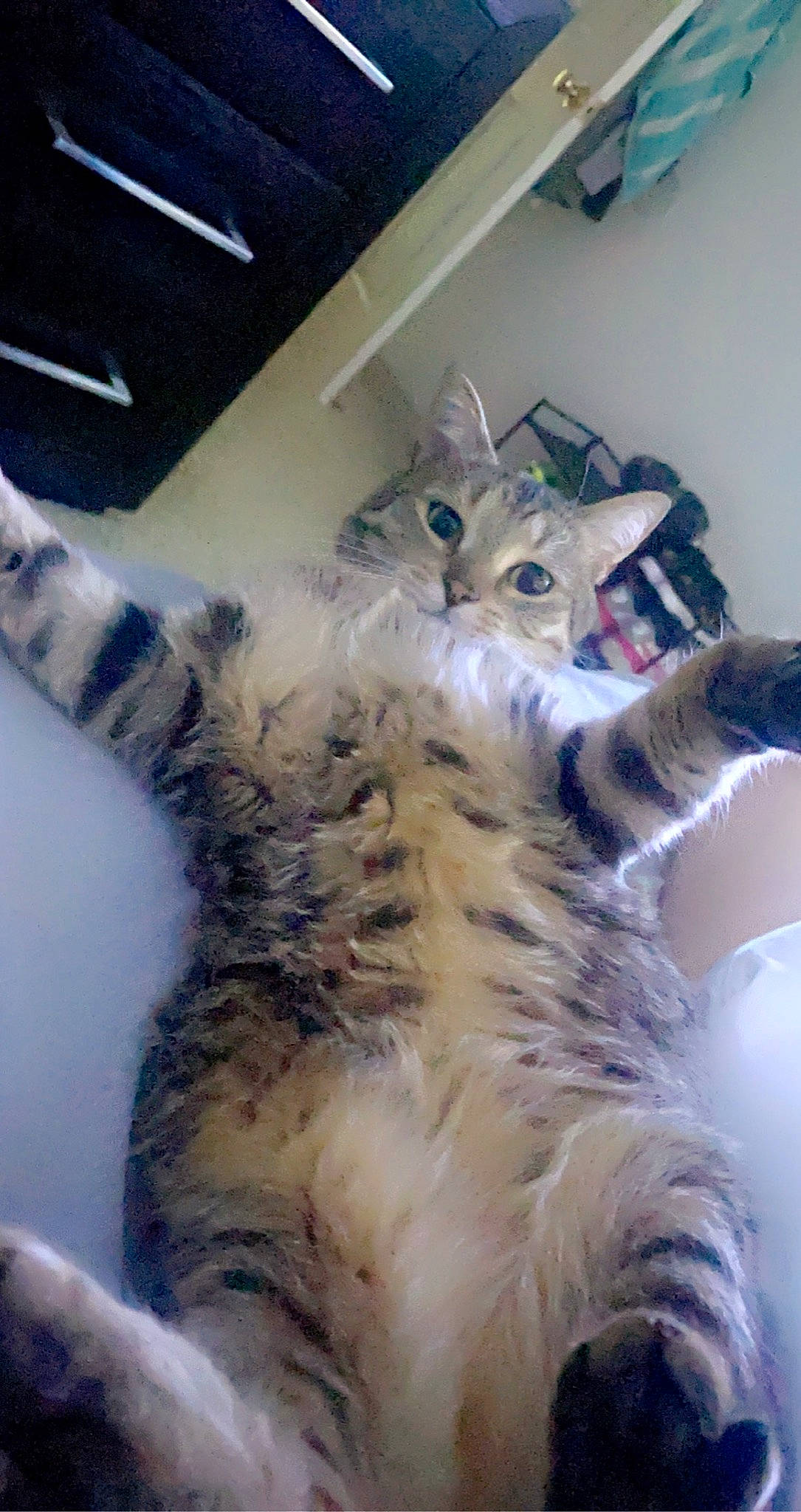 Jules joined the competition — help win amazing prizes! bed, carnivore, cat, claw, comfort, domestic_short_haired_cat, felidae, fur, nap, paw, small_to_medium_sized_cats, snout, tail, terrestrial_animal, whiskers