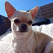 Juliette participe au concours pour gagner de l'argent avec cette photo : animal, blanket, blue_sky, canine, chihuahua, close_up, companion, cute, daytime, dog, ears, fence, fur, outdoor, pet, portrait, sitting, small_dog, sunlight, whiskers