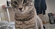 Oppo a rejoint le concours — aidez-le/la à gagner de superbes lots ! cat, tabby, pet, indoor, bed, comforter, furniture, window, curious, sitting, animal, domestic, striped, whiskers, ears, floor, room, chair, desk, natural_light