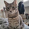 cat, tabby, pet, indoor, bed, comforter, furniture, window, curious, sitting, animal, domestic, striped, whiskers, ears, floor, room, chair, desk, natural_light