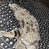 Oppo participe au concours pour gagner de l'argent avec cette photo : cat, tabby, sleeping, bed, blanket, pattern, fur, pet, indoor, resting, cozy, animal, cute, relaxed, whiskers, paw, stretching, feline, soft, comfort