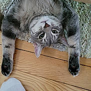 Oppo a rejoint le concours — aidez-le/la à gagner de superbes lots ! cat, gray_tabby, upside_down, wooden_floor, rug, paw, stretching, pet, indoor, feline, playful, whiskers, ears, flooring, home, relaxed, animal, cute, domestic, sock