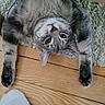 cat, gray_tabby, upside_down, wooden_floor, rug, paw, stretching, pet, indoor, feline, playful, whiskers, ears, flooring, home, relaxed, animal, cute, domestic, sock