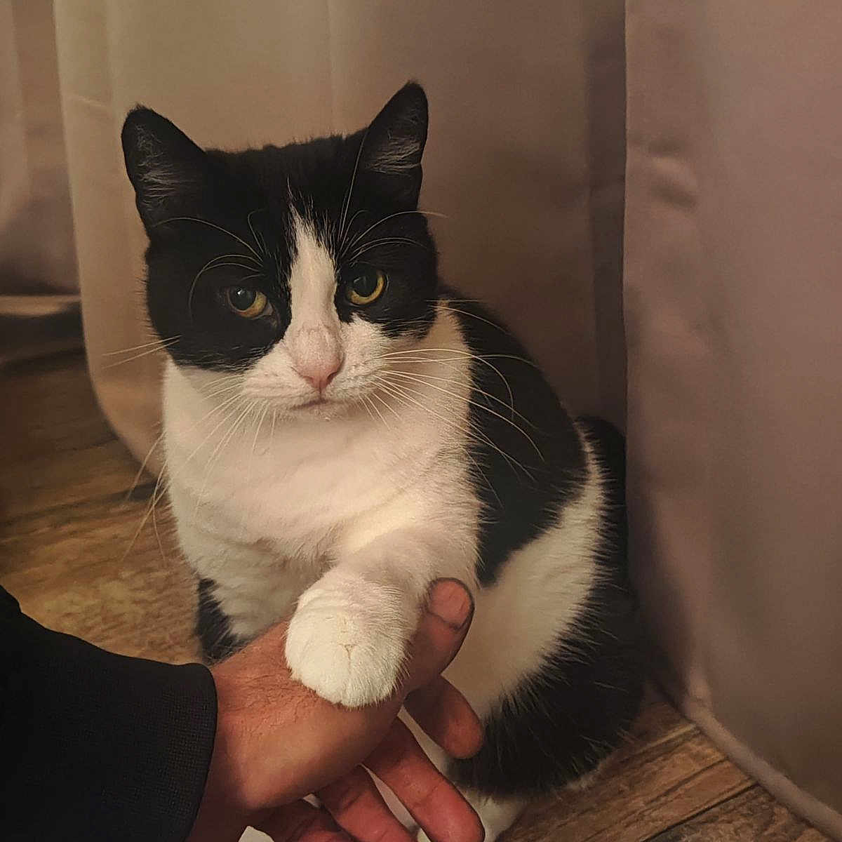 Fifi participe au concours pour gagner de l'argent avec cette photo : accessories, animal, bodypart, cat, doctor, finger, hand, hardwood, holdinghands, indoors, interiordesign, jewelry, kitten, manx, person, pet, ring, skin, stainedwood, wood