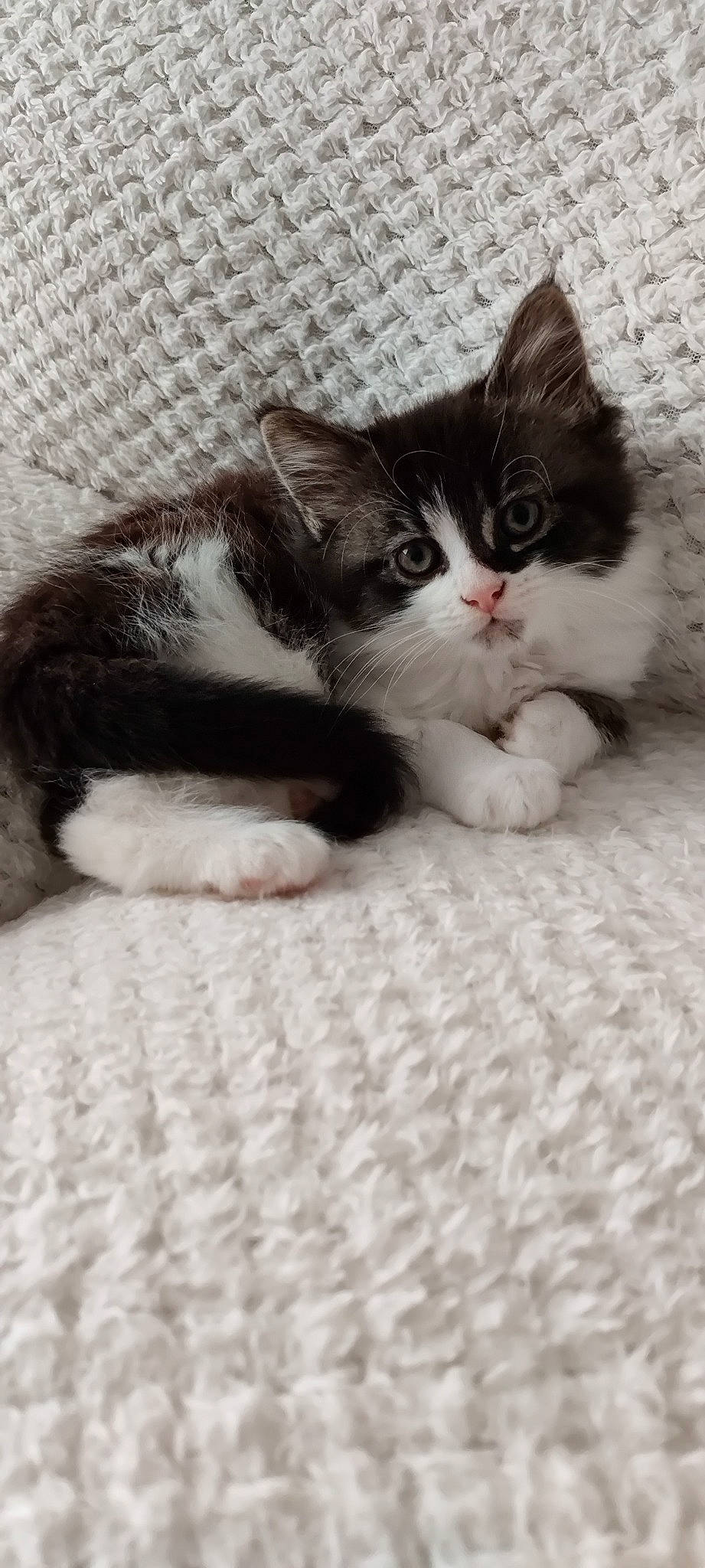 Belle is registered to the contest to win money with this photo: carnivore, cat, claw, comfort, domestic_short_haired_cat, felidae, flooring, fur, grey, monochrome_photography, paw, small_to_medium_sized_cats, tail, terrestrial_animal, whiskers