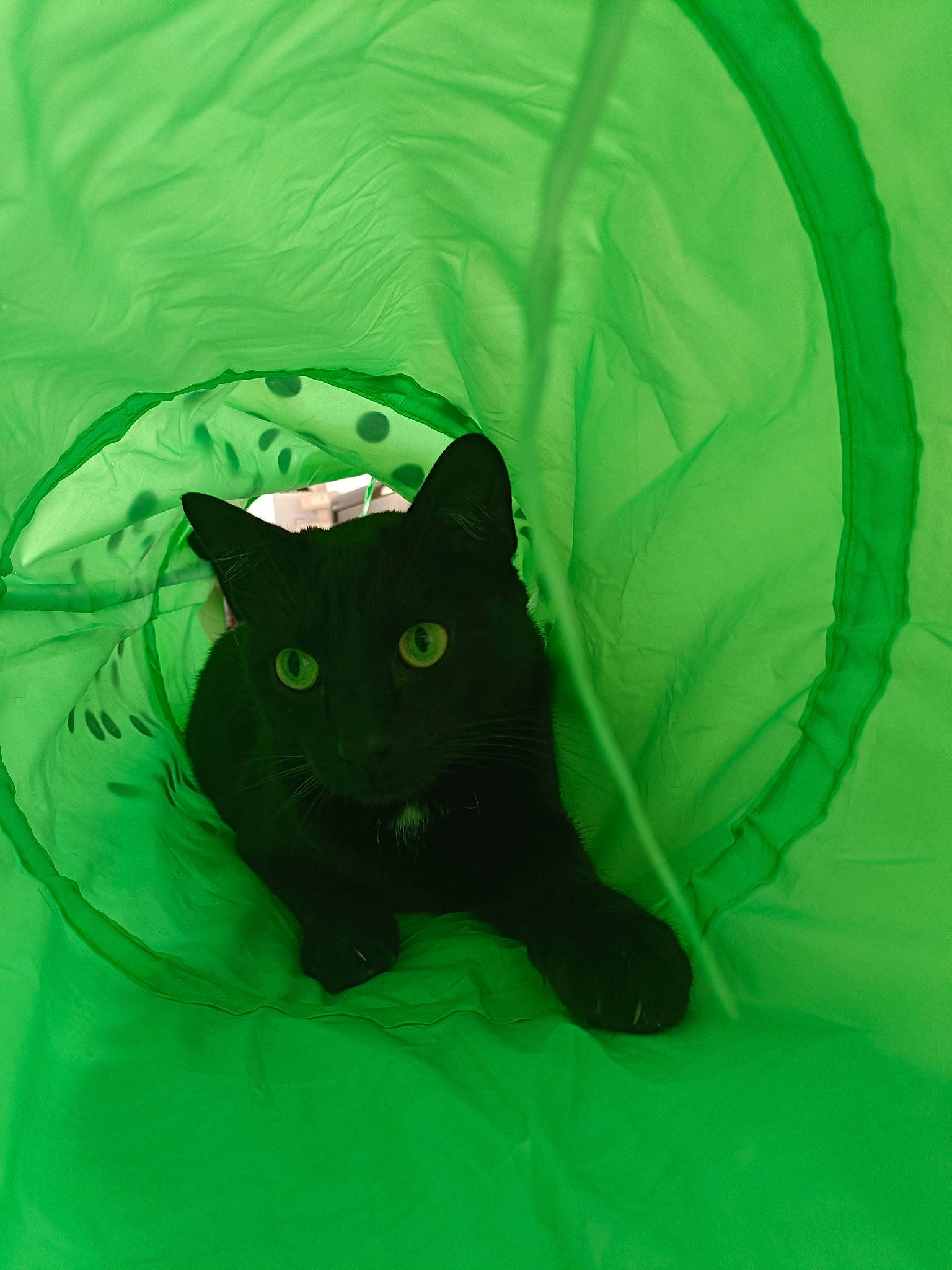 Billy participe au concours pour gagner de l'argent avec cette photo : aqua, black_cat, carnivore, cat, comfort, dog_breed, electric_blue, felidae, fur, grass, linens, organism, pattern, personal_protective_equipment, sleeve, small_to_medium_sized_cats, snout, tail, terrestrial_animal, whiskers