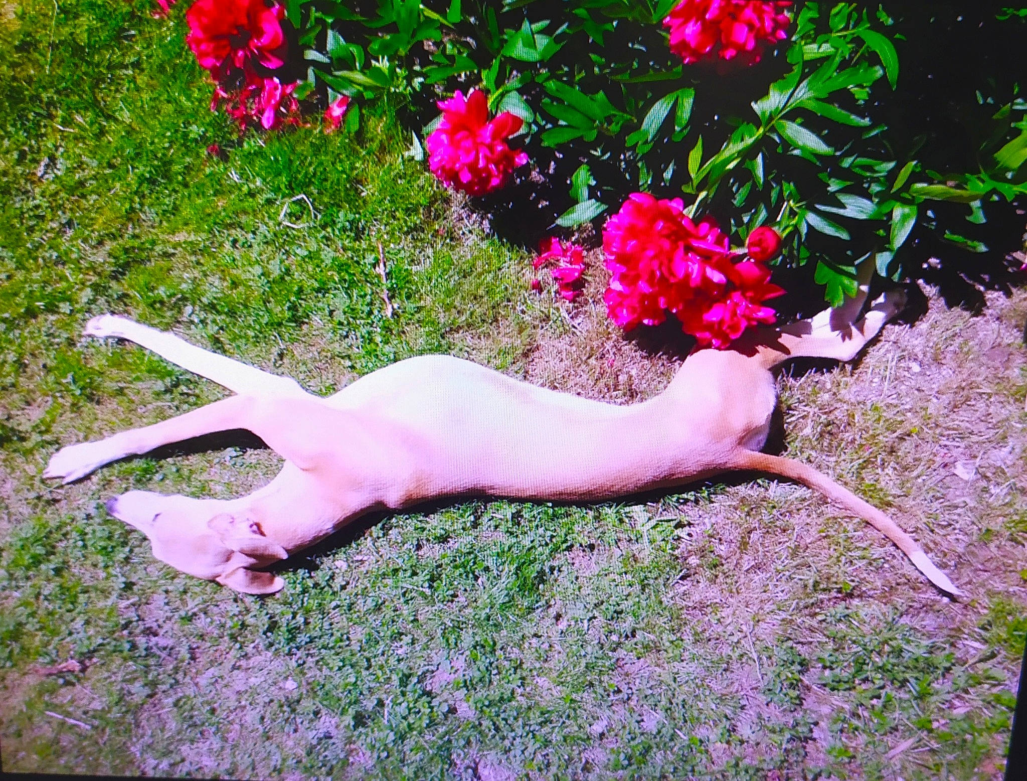 Hawaii De La Croisée Des Anges a rejoint le concours — aidez-le/la à gagner de superbes lots ! annual_plant, carmine, fawn, flower, flowering_plant, garden, gesture, grass, groundcover, herbaceous_plant, human_leg, magenta, people_in_nature, petal, pink, plant, rose, shrub, tail, tree