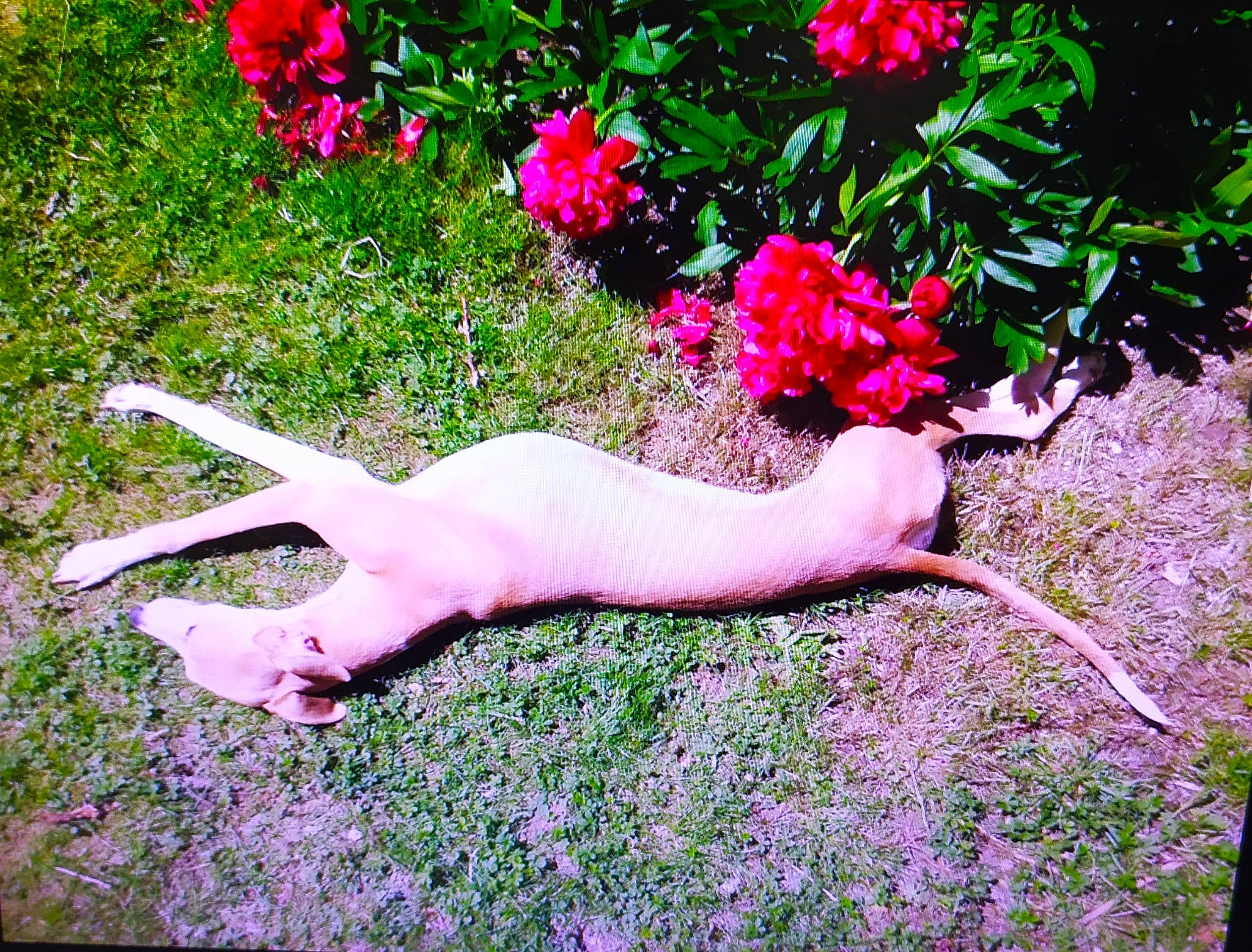 Hawaii De La Croisée Des Anges