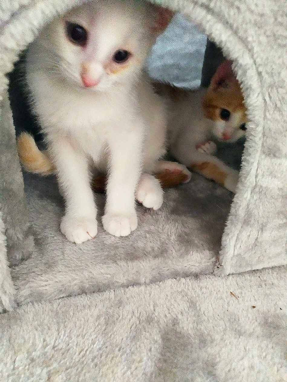 Sissi participe au concours pour gagner de l'argent avec cette photo : carnivore, cat, claw, comfort, curious, domestic_short_haired_cat, fawn, felidae, flooring, foot, fur, paw, photo_caption, small_to_medium_sized_cats, snout, tail, toe, whiskers