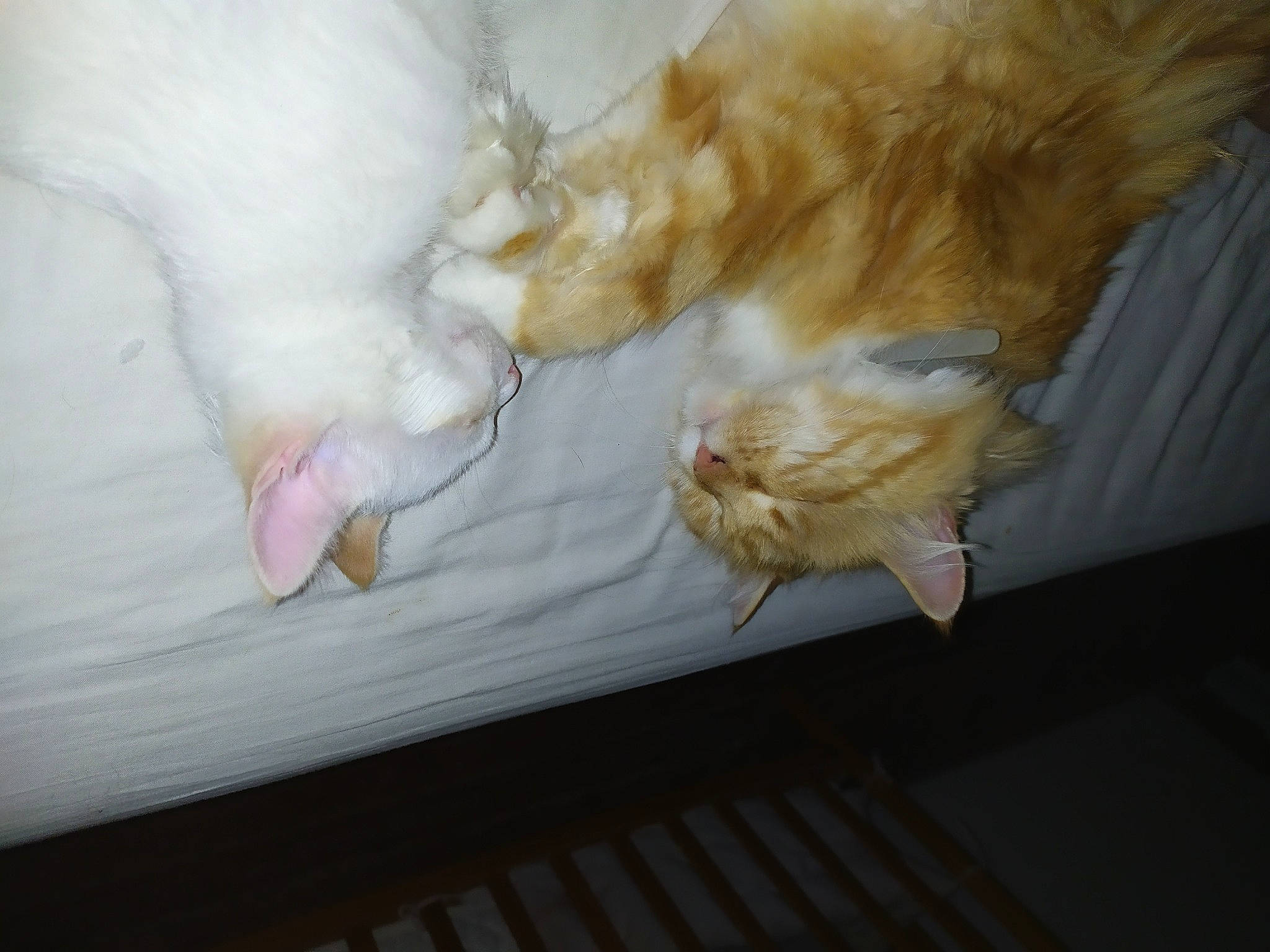 Sissi a rejoint le concours — aidez-le/la à gagner de superbes lots ! cat, claw, fawn, feather, felidae, fur, grass, hardwood, nap, paw, perching_bird, room, small_to_medium_sized_cats, tail, whiskers, wing, wood