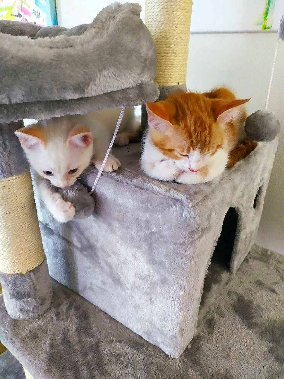 Sissi a rejoint le concours — aidez-le/la à gagner de superbes lots ! carnivore, cat, comfort, companion_dog, couch, domestic_short_haired_cat, fawn, felidae, flooring, fur, grey, mammal, paw, picture_frame, room, small_to_medium_sized_cats, tail, vertebrate, whiskers, wood