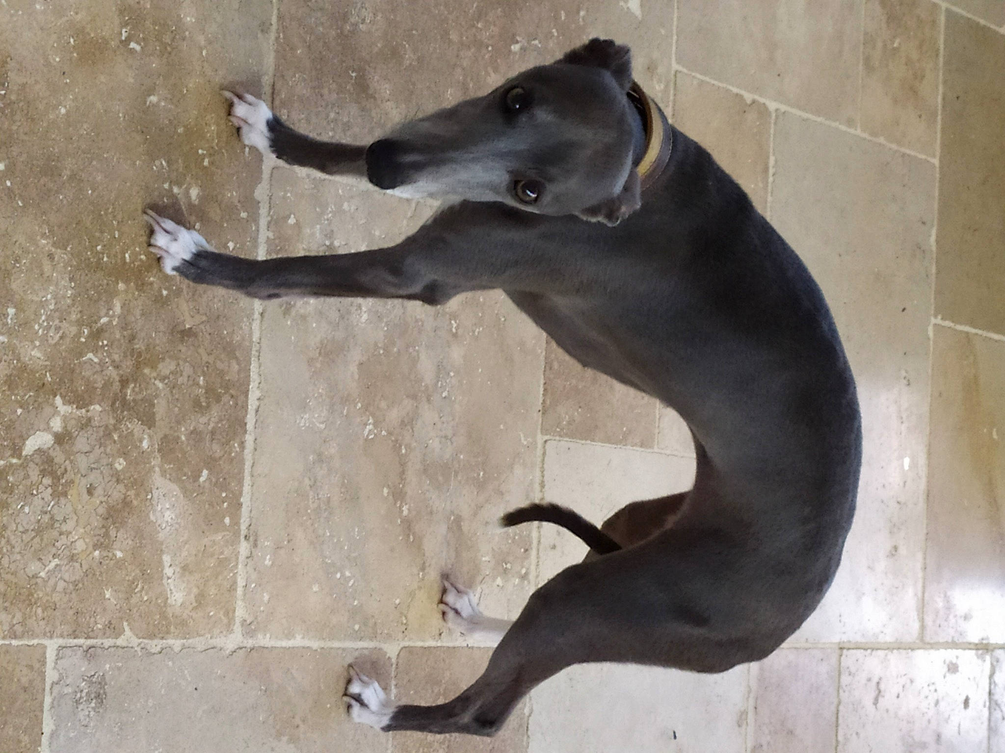 Naha participe au concours pour gagner de l'argent avec cette photo : brick, canidae, carnivore, concrete, dog, dog_breed, fawn, grey, marine_mammal, metal, non_sporting_group, shadow, snout, sporting_group, tail, terrestrial_animal, working_animal