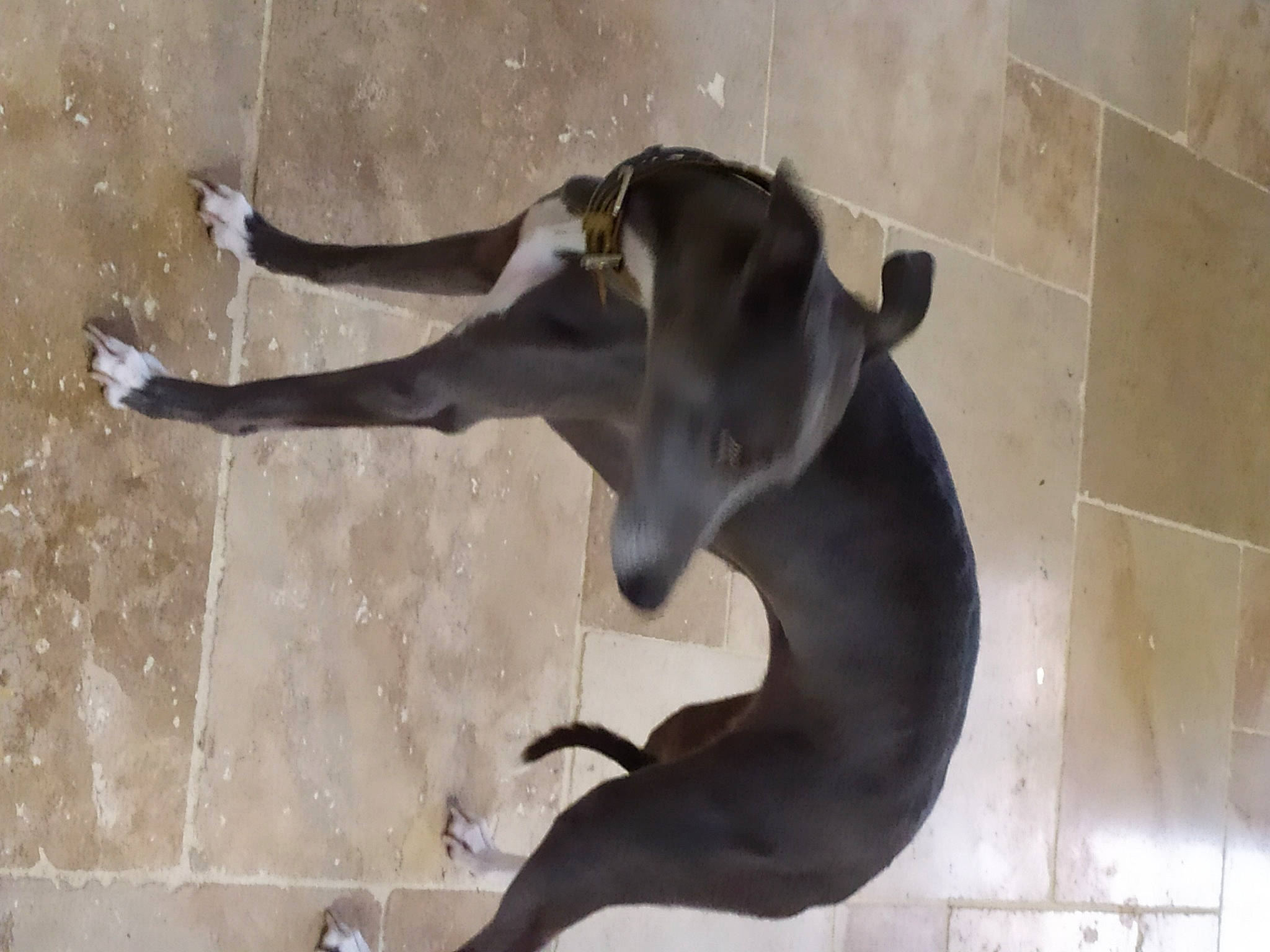 Naha participe au concours pour gagner de l'argent avec cette photo : art, canidae, carnivore, concrete, dog, dog_breed, fawn, grey, non_sporting_group, shadow, snout, sporting_group, tail, terrestrial_animal, wildlife, working_animal