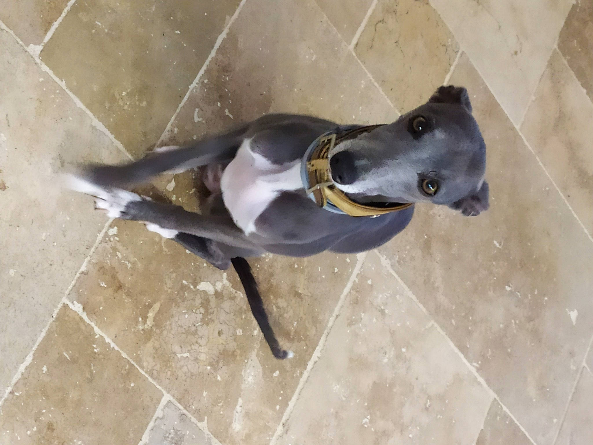 Naha a rejoint le concours — aidez-le/la à gagner de superbes lots ! bird, canidae, carnivore, dog, dog_breed, fashion_accessory, fawn, flooring, liver, metal, sporting_group, terrestrial_animal, tile_flooring, water_bird, working_animal