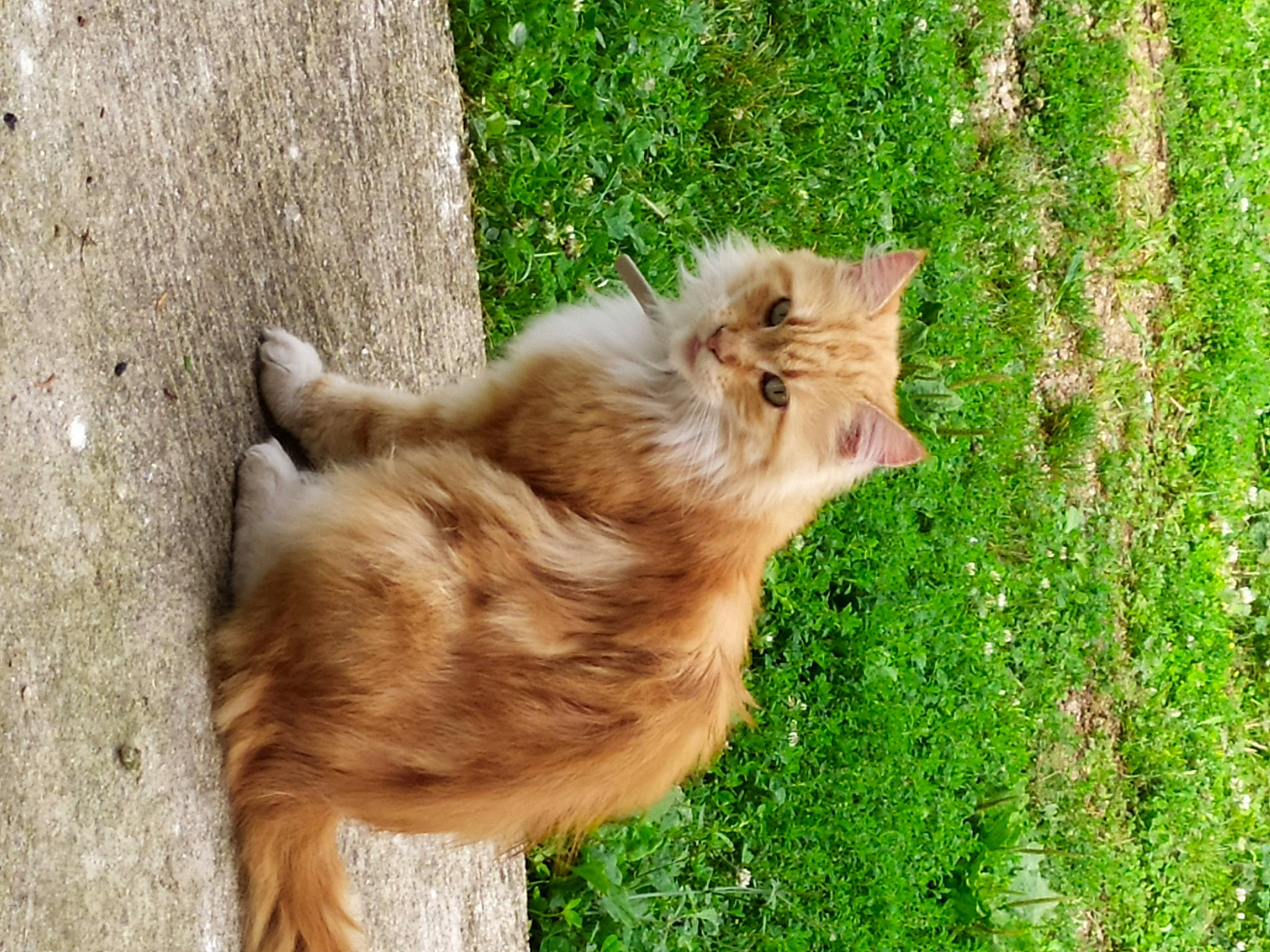 Isis participe au concours pour gagner de l'argent avec cette photo : canidae, carnivore, cat, companion_dog, dog_breed, fawn, felidae, fur, grass, groundcover, paw, plant, small_to_medium_sized_cats, snout, sporting_group, tail, terrestrial_animal, tree, whiskers, wood