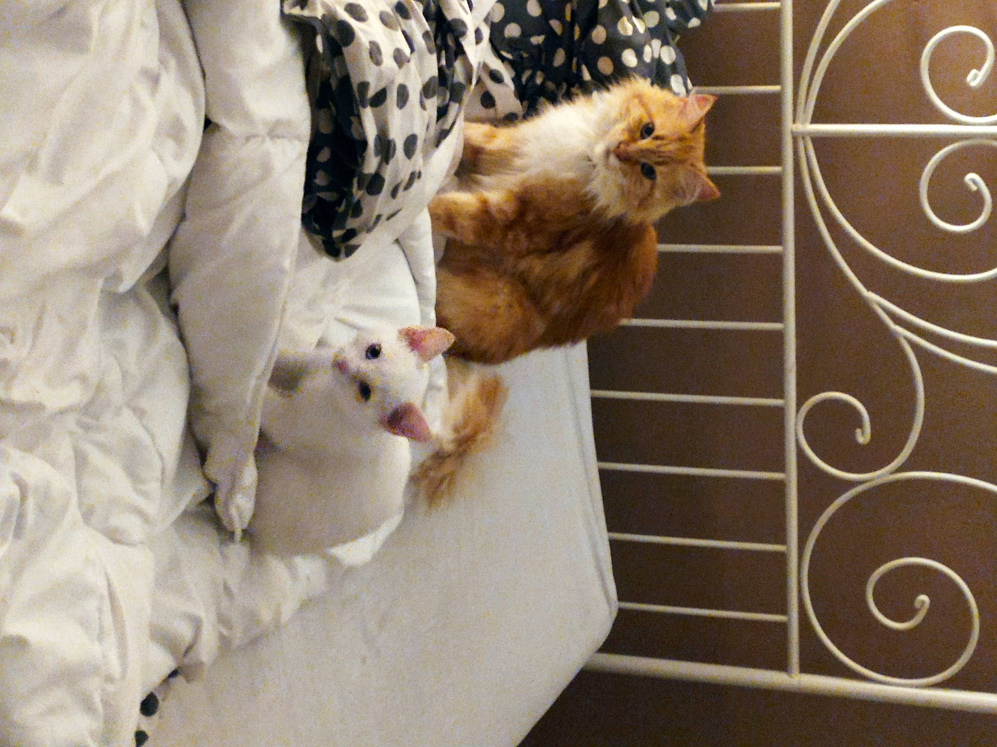 Isis participe au concours pour gagner de l'argent avec cette photo : carnivore, cat, comfort, companion_dog, domestic_short_haired_cat, fawn, felidae, fur, linens, mammal, pattern, paw, small_to_medium_sized_cats, sporting_group, tail, textile, vertebrate, whiskers, white, wood