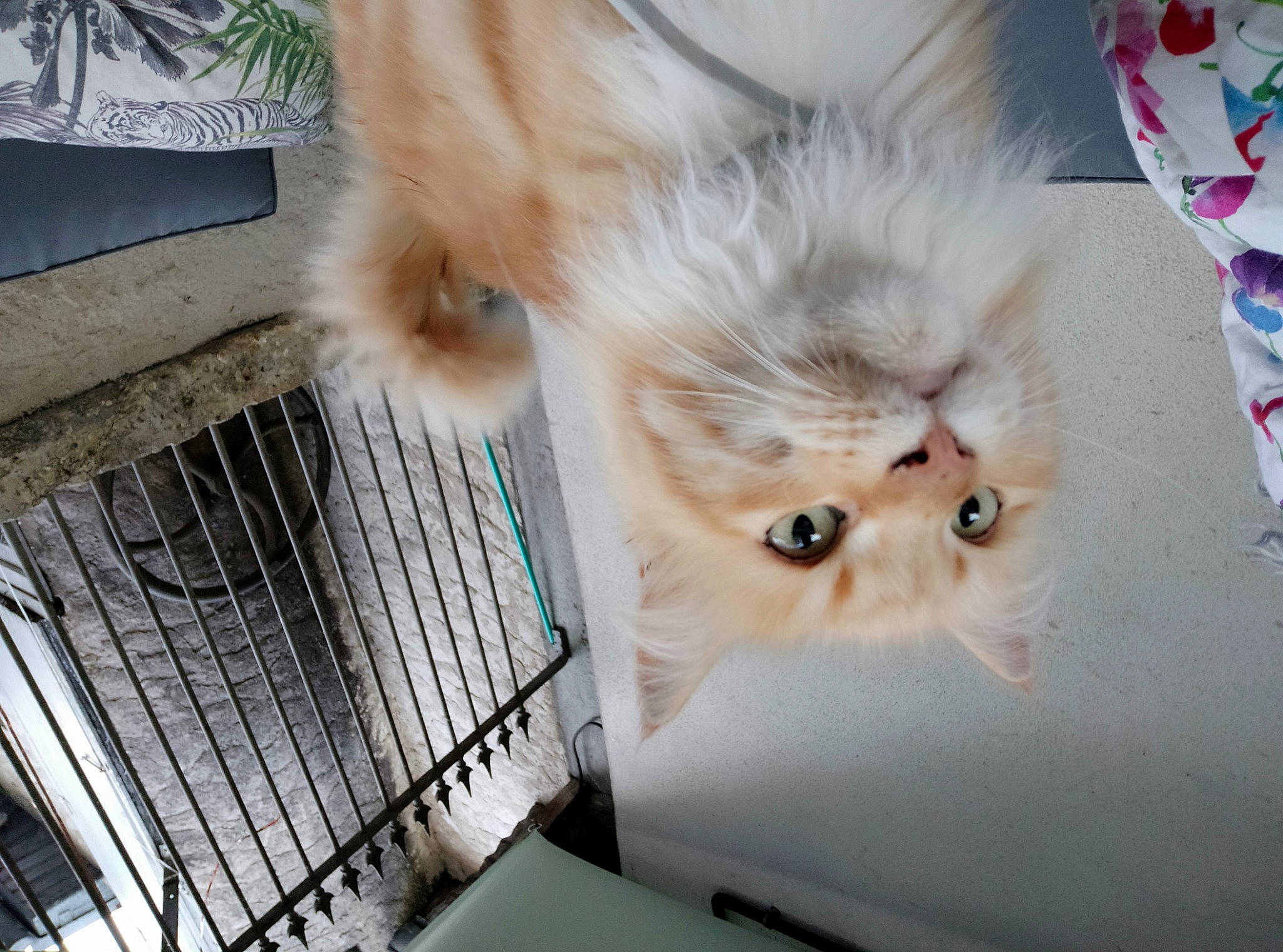 Isis a rejoint le concours — aidez-le/la à gagner de superbes lots ! box, british_longhair, canidae, carnivore, cat, companion_dog, fawn, felidae, flooring, fur, mammal, paw, persian, pet_supply, service, small_to_medium_sized_cats, snout, tail, vertebrate, whiskers