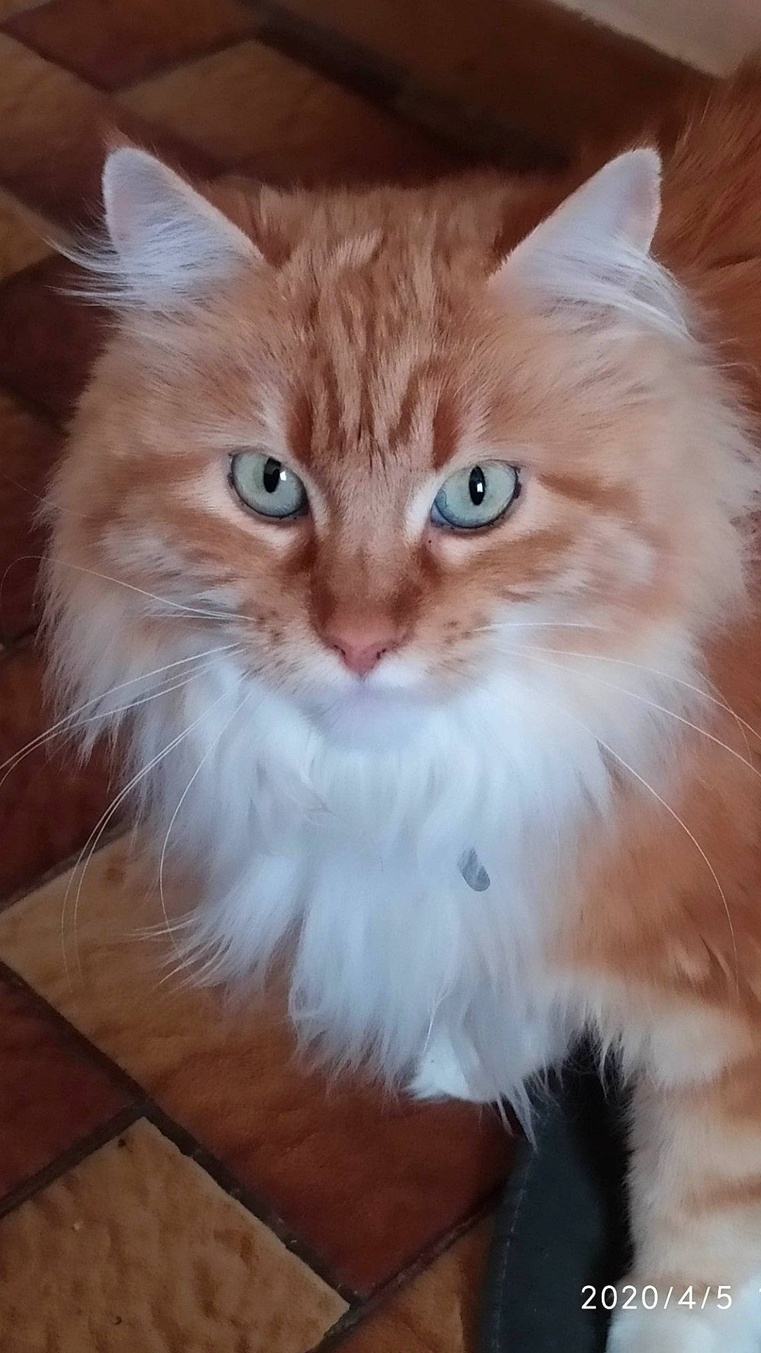 Isis participe au concours pour gagner de l'argent avec cette photo : box, british_longhair, carnivore, cat, claw, domestic_short_haired_cat, event, fawn, felidae, fur, iris, paw, small_to_medium_sized_cats, snout, tail, whiskers, wood