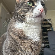 Mocha joined the competition — help win amazing prizes! alert, animal, cat, close_up, cute, domestic_cat, feline, focused, fur, green_eyes, household_pet, indoor, looking_away, mammal, pet, pink_nose, portrait, soft_light, tabby, whiskers