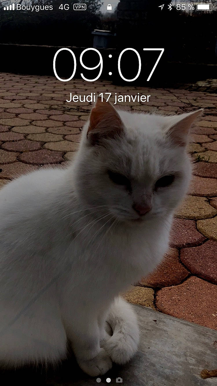 Bordélique participe au concours pour gagner de l'argent avec cette photo : aegean_cat, asian, burmilla, carnivore, cat, domestic_short_haired_cat, eye, felidae, khao_manee, mammal, persian, photo_caption, photography, ragdoll, small_to_medium_sized_cats, tail, turkish_angora, turkish_van, whiskers