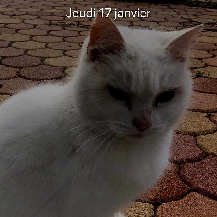 Bordélique