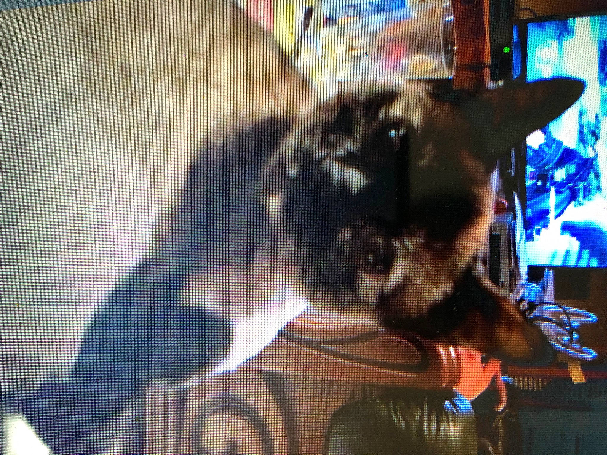 Caroline a rejoint le concours — aidez-le/la à gagner de superbes lots ! carnivore, cat, fawn, felidae, small_to_medium_sized_cats, whiskers