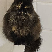 Molly participe au concours pour gagner de l'argent avec cette photo : animal, bathroom, bathtub, cat, cute, domestic, ears, feline, fluffy, fur, indoor, looking_at_camera, pet, sitting, tail, tile_wall, tortoiseshell, whiskers, white_tub, yellow_eyes