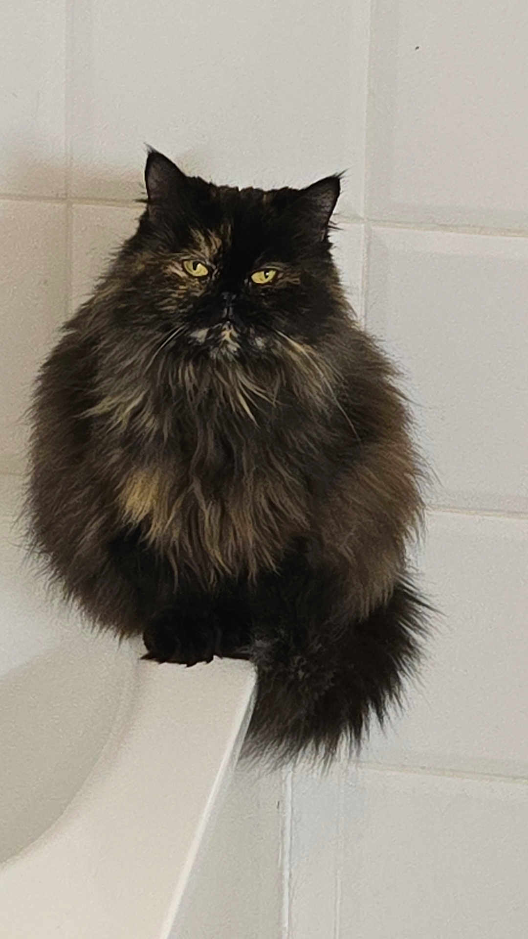 Molly