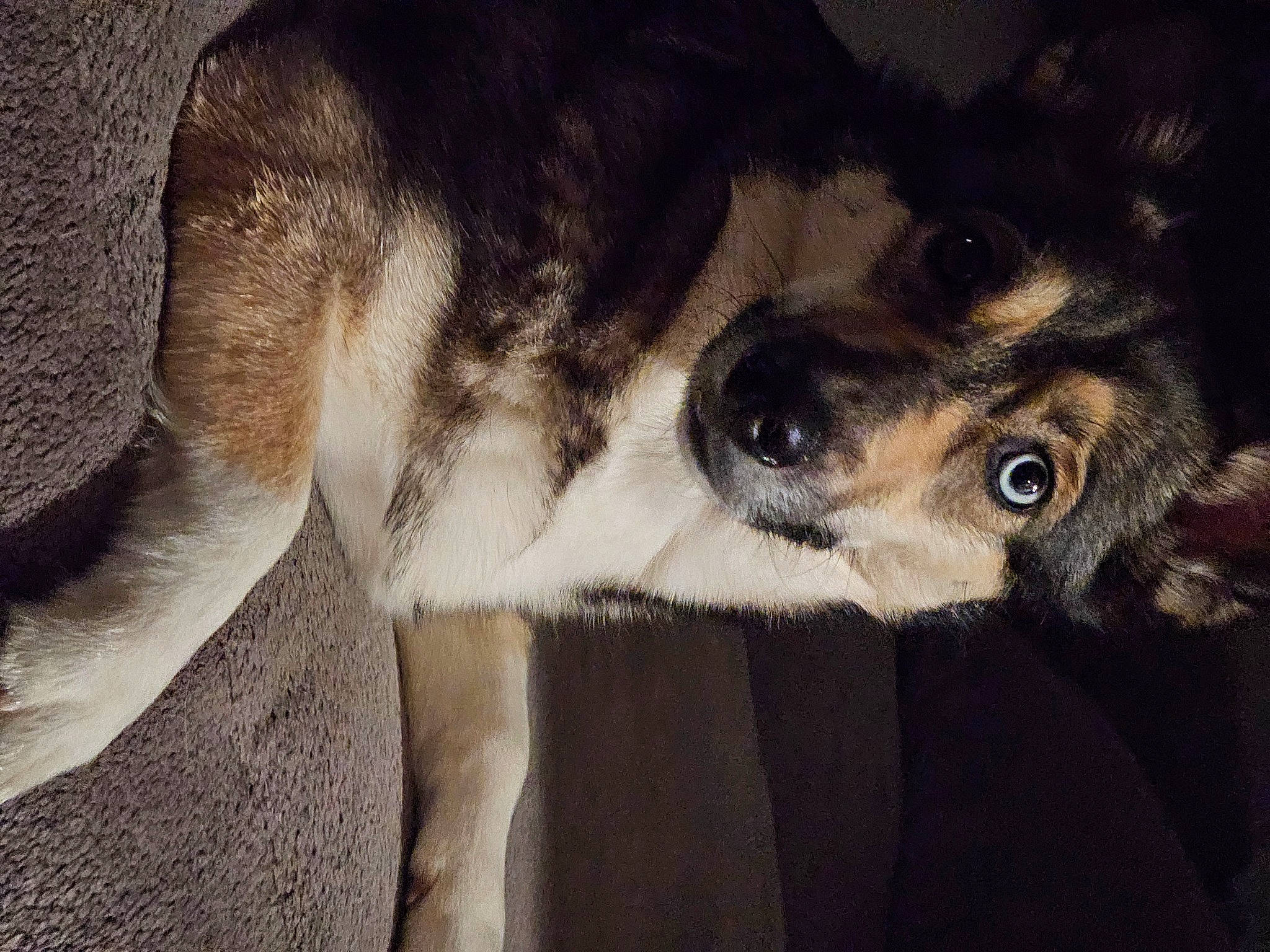 Callie is registered to the contest to win money with this photo: bored, canidae, carnivore, comfort, companion_dog, dog, dog_breed, fawn, fur, grey, non_sporting_group, paw, puppy, small_to_medium_sized_cats, sporting_group, tail, toy_dog, whiskers, working_animal, working_dog