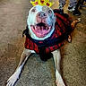 animal, canine, casual, concrete_floor, crown_sticker, dog, front_legs, happy, indoor, lying_down, muzzle, pants, paws, person, pet, plaid, red_jacket, shoes, smiling, tongue_out