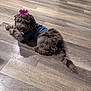 bow, brown_fur, cozy, cute, denim_jacket, dog, floor, fluffy, gaze, hardwood_floor, indoor, lying_down, paws, pet, pet_clothing, pink_bow, puppy, shadow, tail, wood_floor