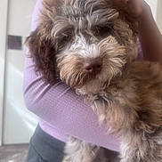 Darla is registered to the contest to win money with this photo: dog, curly_fur, pet, cute, fluffy, person, purple_clothing, indoor, holding, close_up, face, animal, companion, soft_light, blurred_background, affection, warm, portrait, cuddling, home