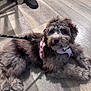 Darla is registered to the contest to win money with this photo: puppy, dog, pet, indoor, floor, wooden_floor, leash, harness, pink, fur, curly_fur, ears, bow, animal, cute, lying_down, domestic_animal, canine, young_dog, household