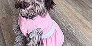 Darla is registered to the contest to win money with this photo: dog, puppy, pet, curly_fur, pink_dress, headband, outfit, clothing, hardwood_floor, sitting, portrait, looking_up, brown_eyes, nose, paws, tail, indoor, cute, fluffy, accessory