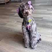 Darla is registered to the contest to win money with this photo: adorable, animal, canine, companion, curly_fur, cute, dog, domestic_animal, floor, fur, head_tilt, indoor, neon_collar, pet, portrait, purple_bow, purple_harness, sitting, wooden_floor, young_dog