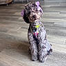 adorable, animal, canine, companion, curly_fur, cute, dog, domestic_animal, floor, fur, head_tilt, indoor, neon_collar, pet, portrait, purple_bow, purple_harness, sitting, wooden_floor, young_dog