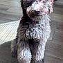 brown_and_white, close_up, curly_fur, cute, dog, eyes, fluffy, home, indoor, nose, paws, pet, portrait, puppy, shadow, sitting, sunlight, texture, toy, wood_floor