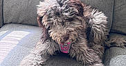 Darla joined the competition — help win amazing prizes! brown, close_up, couch, dog, fur, furry, harness, home, living_room, paw, pet, pink_harness, relaxed, sitting, sleepy, sofa, sunlight, texture, upholstery, whiskers