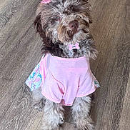 Darla is registered to the contest to win money with this photo: dog, puppy, pink_dress, hair_bow, bone_tag, curly_fur, brown_fur, sitting, hardwood_floor, indoor, portrait, looking_up, pet, cute, accessory, paws, floppy_ears, adorable, single_animal, clothing