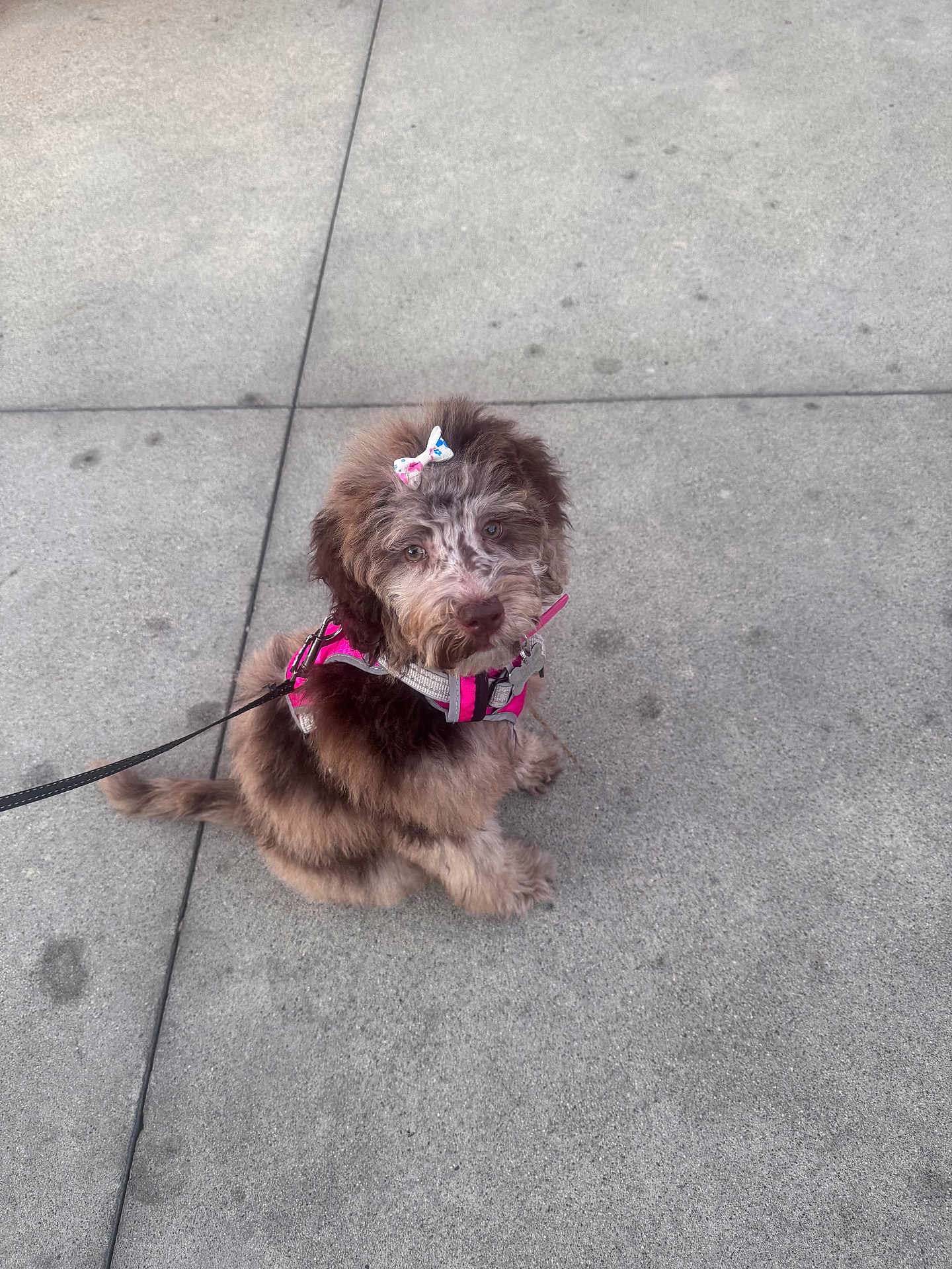 Darla joined the competition — help win amazing prizes! puppy, dog, pet, cute, fluffy, harness, bow, outdoor, sidewalk, leash, brown, white, sitting, young, adorable, animal, canine, fur, looking_up, small