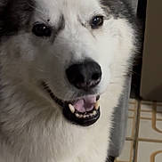 Lovito is registered to the contest to win money with this photo: dog, husky, smiling, pet, indoor, tile_floor, couch, white_fur, black_nose, happy, close_up, canine, domestic_animal, fur, face, animal, companion, friendly, cute, portrait