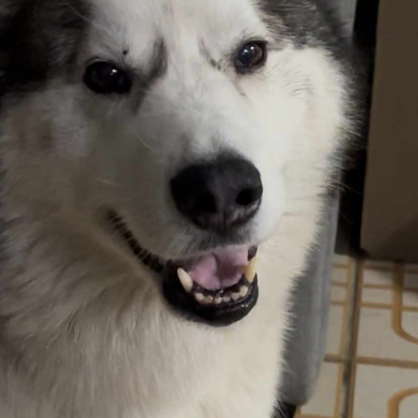 Lovito is registered to the contest to win money with this photo: animal, black_nose, canine, close_up, companion, couch, cute, dog, domestic_animal, face, friendly, fur, happy, husky, indoor, pet, portrait, smiling, tile_floor, white_fur