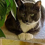 Gus joined the competition — help win amazing prizes! abyssinian, animal, blackcat, cat, chair, couch, furniture, hardwood, ivy, kitten, leaf, manx, pet, plant, plywood, shelf, siamese, wood